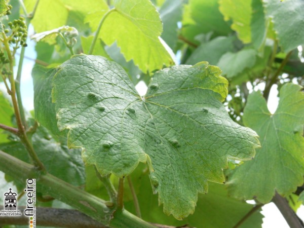 Colomerus vitis�- Sintomas en hoja